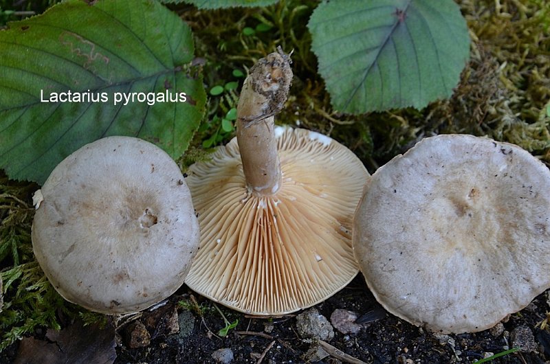 Lactarius pyrogalus-amf1069-1.jpg - Lactarius pyrogalus ; Syn: Lactarius hortensis ; Nom français: Lactaire à lait brûlant